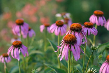 Echinacea on the background of blurred greenery
