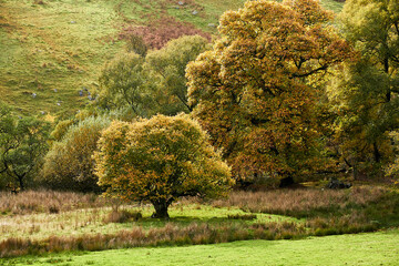 Autumn tree colour 1