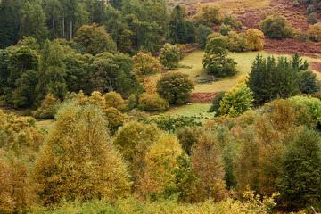 Autumn tree colour 3