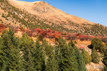 Fototapeta na wymiar Mountain slope, trees with autumn red leaves and yellow dry grass. Warm autumn day.