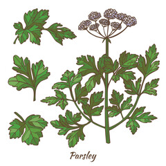Parsley Plant and Leaves in Hand Drawn Style