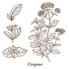 Oregano Plant and Leaves in Hand Drawn Style