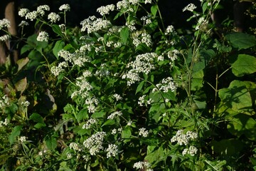 White patrinia ( Patrinia villosa ) flowers. Valerianaceae perennial medicinal plants.
Many white flowers are borne on the cymes from August to October.