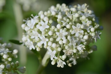 White patrinia ( Patrinia villosa ) flowers. Valerianaceae perennial medicinal plants.
Many white flowers are borne on the cymes from August to October.