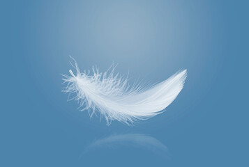 Abstract Single White Bird Feather Falling in The Air. Swan Feather Floating with Reflection.