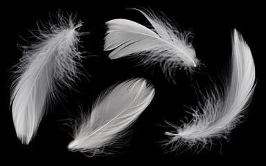 Collection of White Feathers Isolated on Black Background.	
