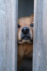 A dog behind a wooden fence. The dog's muzzle is red in a cleft of the hedge. Focus on the nose.