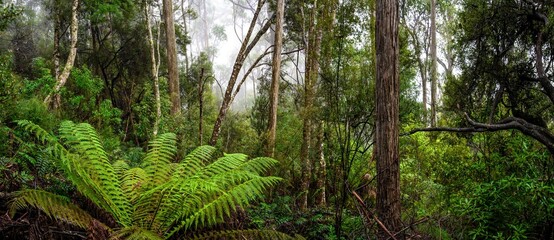 fern in the rainforest