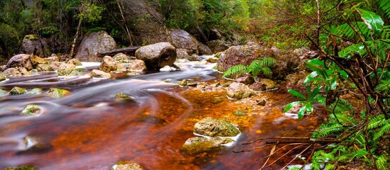 stream in the rainforest