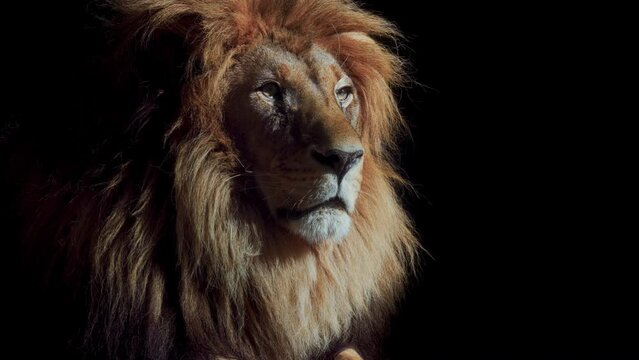 Portrait of a Beautiful lion, lion in dark. An adult lion resting in the sunlight. Lion at rest. 4K Slow motion video, ProRes 422 10 bit