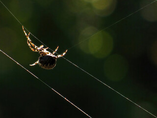 Spider making a web for catching insects