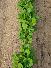 
Mallow planted in the field.