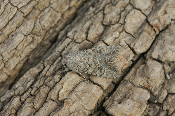 Closeup on the Gray arches owlet moth, Polia nebulosa, sitting on wood