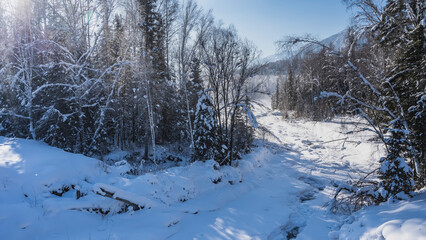 The bed of a frozen river winds in the taiga. Snowdrifts on the banks. A layer of snow lies on the branches of trees and firs. Blue sky. Altai