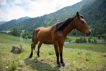 A beautiful horse grazes on a green meadow in the mountains.