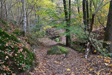 Trail in Autumn in the Heath Lüneburger Heide, Walsrode, Lower Saxony