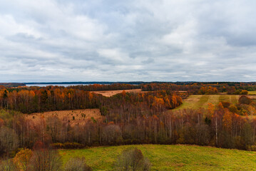Beautiful autumn coloured forest landscape on overcast foggy day.