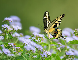 Giant Swallowtail butterfly (Papilio cresphontes) feeding on Blue Mistflowers in the garden. Copy space. - Powered by Adobe