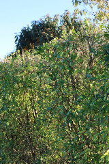 Fototapeta na wymiar Common privet hedge with green leaves against sunlight on autumn season. Ligustrum vulgare tree in the garden 