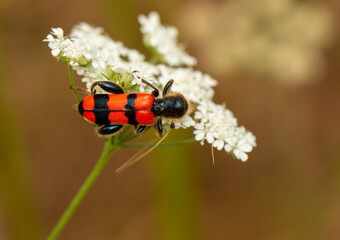 Checkered beetles (Trichodes crabroniformis) in natural habitat