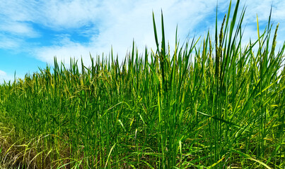 green grass and blue sky