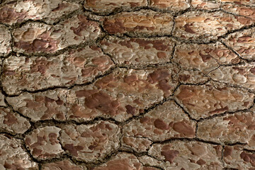 Rough Pine Tree Bark Texture