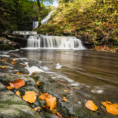 Autumnal coloured leaves by Scaleber Force