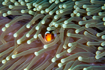 Western Anemonefish Amphiprion ocellaris living in an anemone. Sea life of Tulamben, Bali, Indonesia.