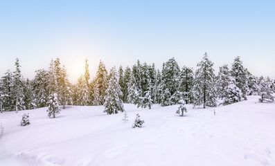 Snowy forest landscape in Finland.