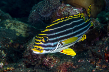 Fototapeta na wymiar Oriental Sweetlip - Plectorhinchus vittatus. Underwater world of Tulamben, Bali, Indonesia.