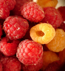 Ripe garden raspberries in red and yellow close-up