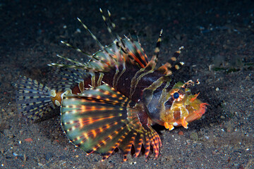 Lionfish on the seabed. Underwater world of Tulamben, Bali, Indonesia. 