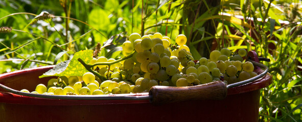 Weinernte Reben