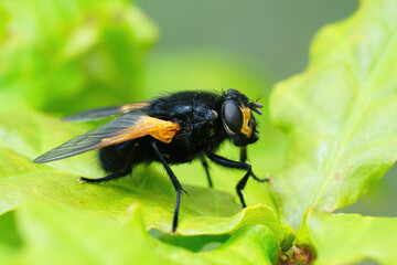 Closeup on a black and orange Noonday fly, Mesembrina meridiana sitting on a green leaf