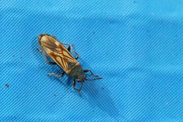 Closeup on the small European chinch bug , Ischnodemus sabuleti sitting on blue plastic