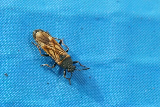 Closeup on the small European chinch bug , Ischnodemus sabuleti sitting on blue plastic