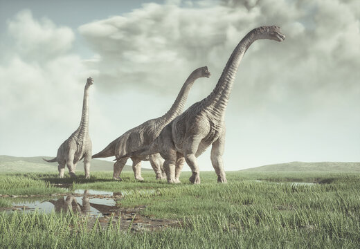 Brachiosaurus species in the nature.