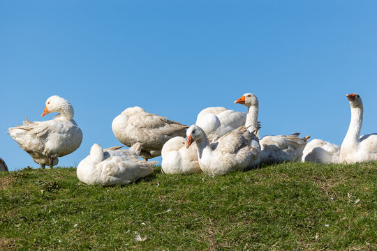 G&auml;nse auf dem Bauernhof