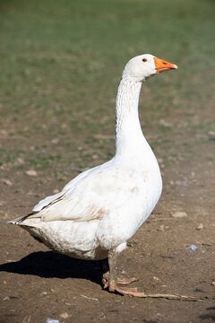 G&auml;nse auf dem Bauernhof