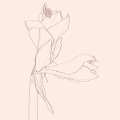 Hand drawn line garden flowers.  Isolated black and white sketch. Amaryllis hippeastrum lilly flower isolated black and white outline sketch drawing. 