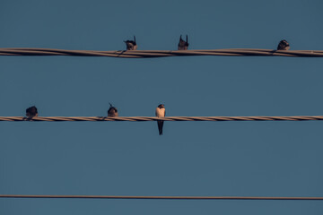 Aves de paso