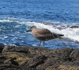 seagull standing on the rocks
