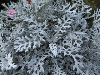 silver ragwort (Jacobaea maritima) in full frame