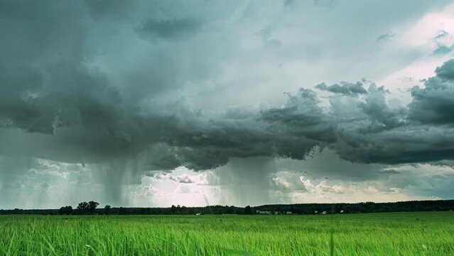 4K time-lapse, timelapse. Rainy Sky With Rain Clouds On Horizon Above Countryside Rural Field Landscape With Young Green Wheat Sprouts In Spring Springtime Summer Day. Young Wheat Shoots On