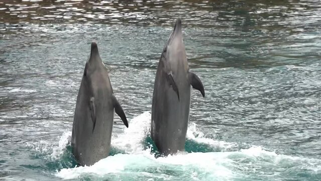 Smart and playful common bottlenose dolphin, tursiops truncatus breaching and dancing, backflip with a big splash of water, slow motion close up shot capturing performance of unnatural tricks.