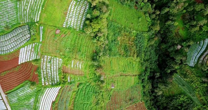Overhead drone video of terraced vegetable plantation on the mountain valley