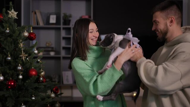 Excited surprised woman receiving Pitbull Terrier puppy on Christmas eve indoors. Happy Caucasian beautiful young girlfriend thanking man for gift kissing boyfriend. Gifting and holidays