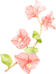 watercolor pink Bougainvillea