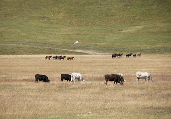 Cows and horses in the Steppe landscape of Kyrgyzstan 