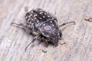 White spotted rose beetle, Oxythyrea funesta, posed on a wooden floor under the sun